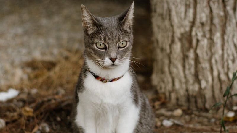 A gray and white cat sitting outdoors on a gravel surface near a tree, looking alert and focused. The environment includes natural elements like bark and scattered stones.