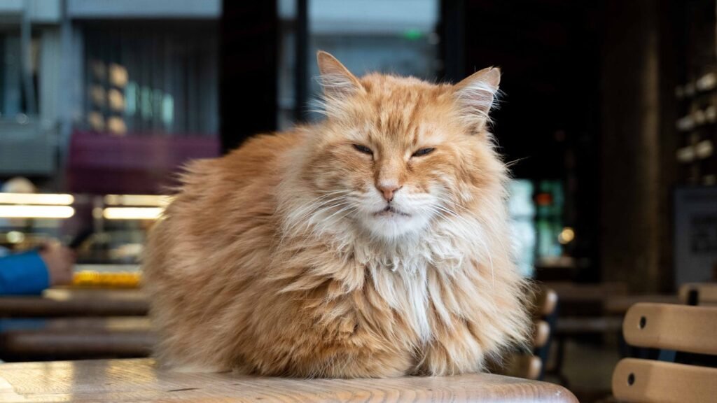 A fluffy orange cat with a calm expression sitting on a table in a cozy indoor setting, with blurred background elements of chairs and a cafe-like atmosphere.