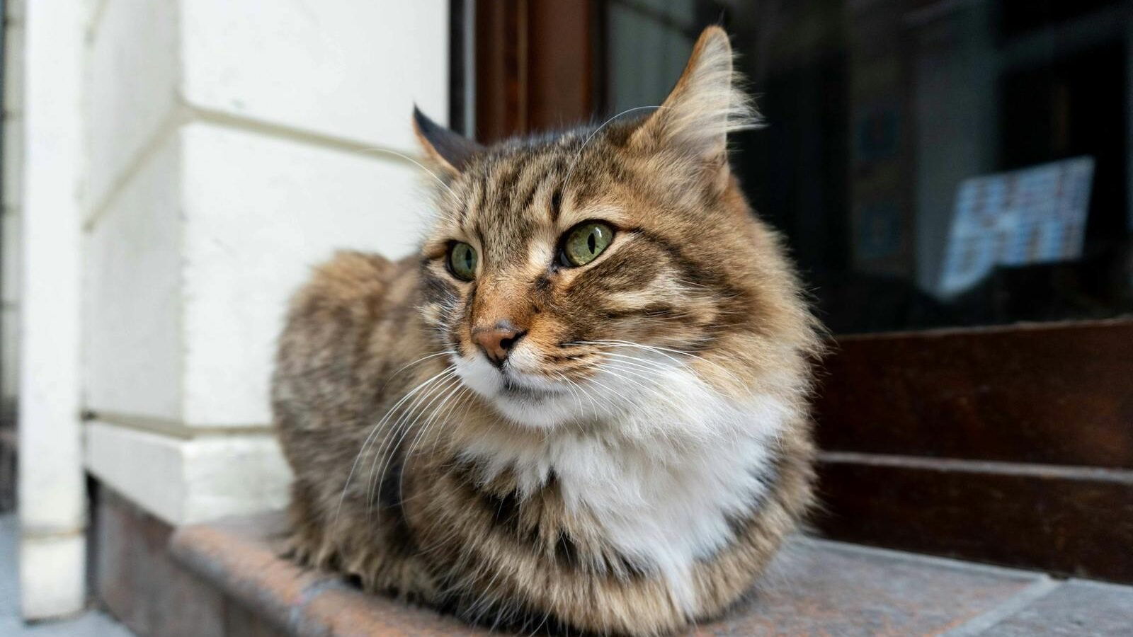 A brown tabby cat with green eyes sitting calmly on a tiled doorstep, gazing off into the distance near a building's entrance.