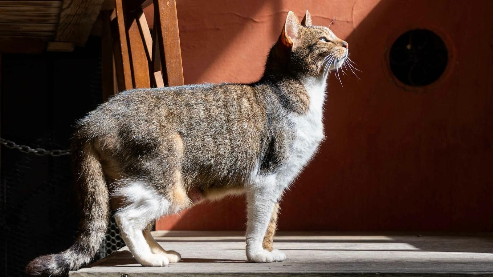 A tabby and white cat standing in sunlight with its ears perked up, appearing alert and attentive. The warm light highlights the cat's posture, emphasizing its focus and awareness.