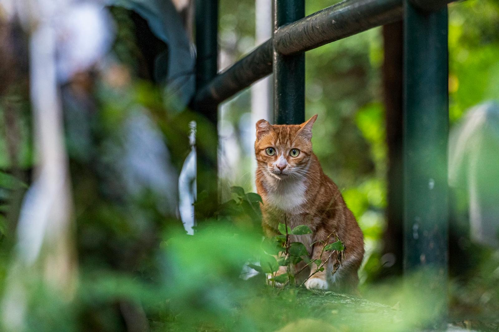 Photo by Jimmy Chan Feral cat: Adorable tabby cat sitting amidst greenery in Hong Kong park.