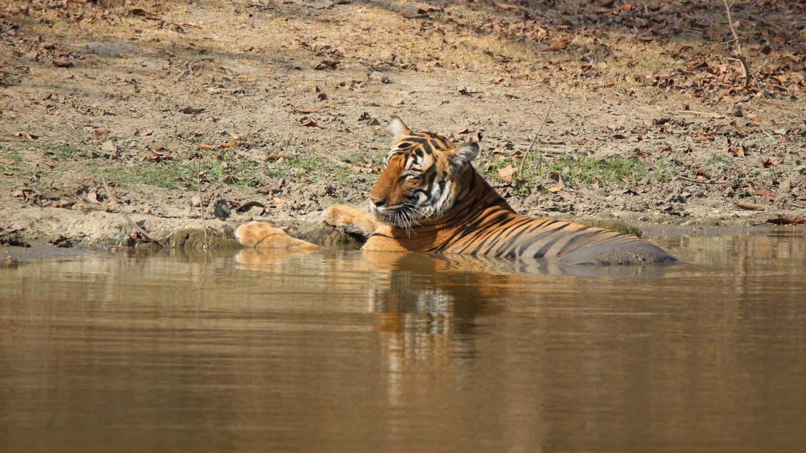 A Bengal tiger partially submerged in a calm water body, resting near the shore on a sunny day. The background features dry leaves and sparse vegetation, indicative of a natural forest environment.