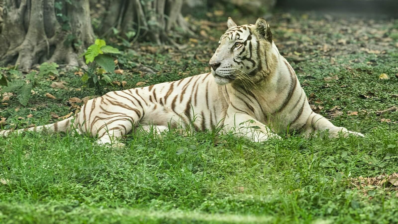 A white tiger lying gracefully on green grass in a forested area with large tree roots visible in the background. The serene setting highlights the natural habitat of tigers.
