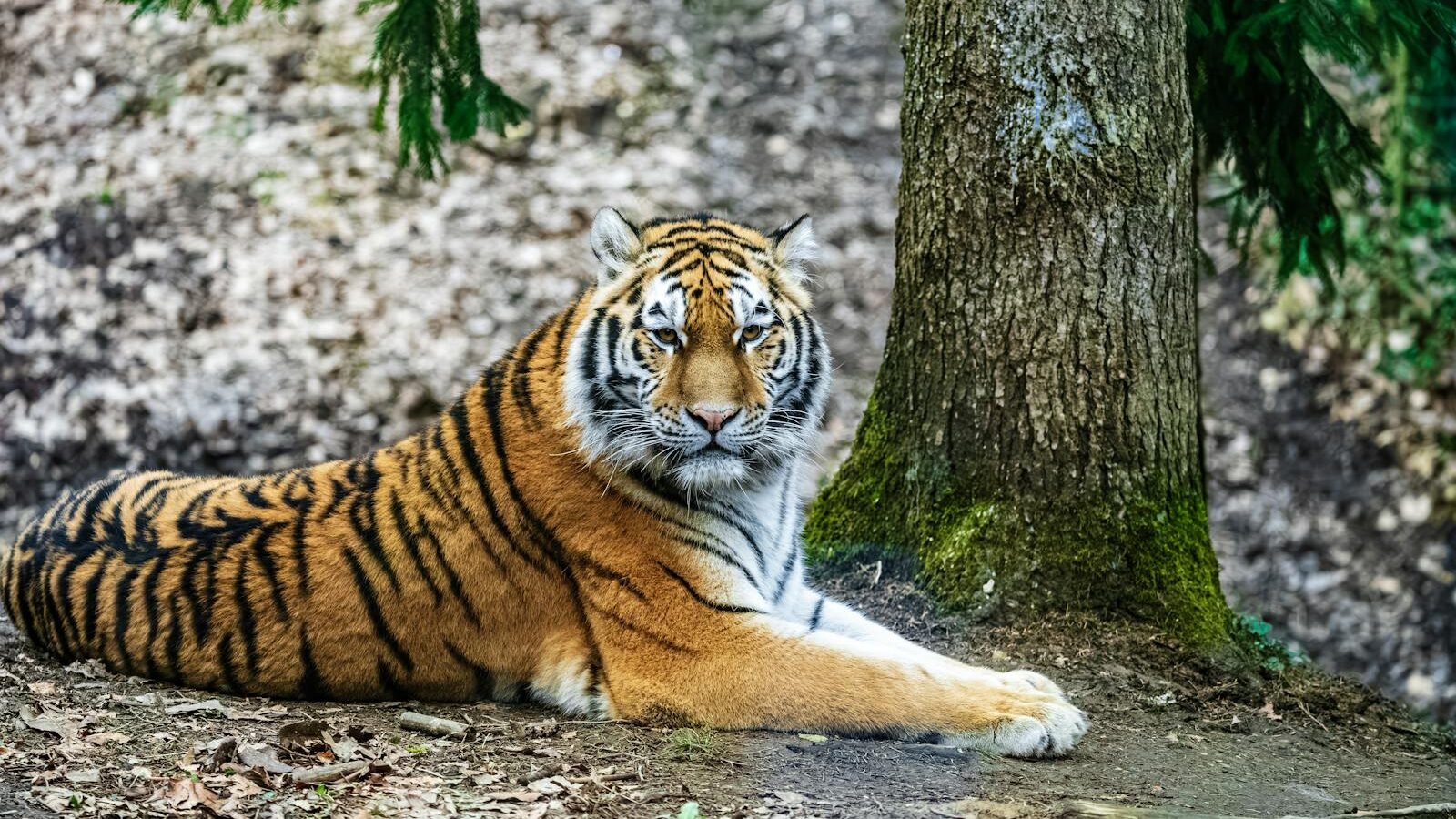 A majestic Bengal tiger resting near a tree in a forested area. The tiger's vibrant orange coat with black stripes contrasts beautifully with the natural surroundings, showcasing its habitat.