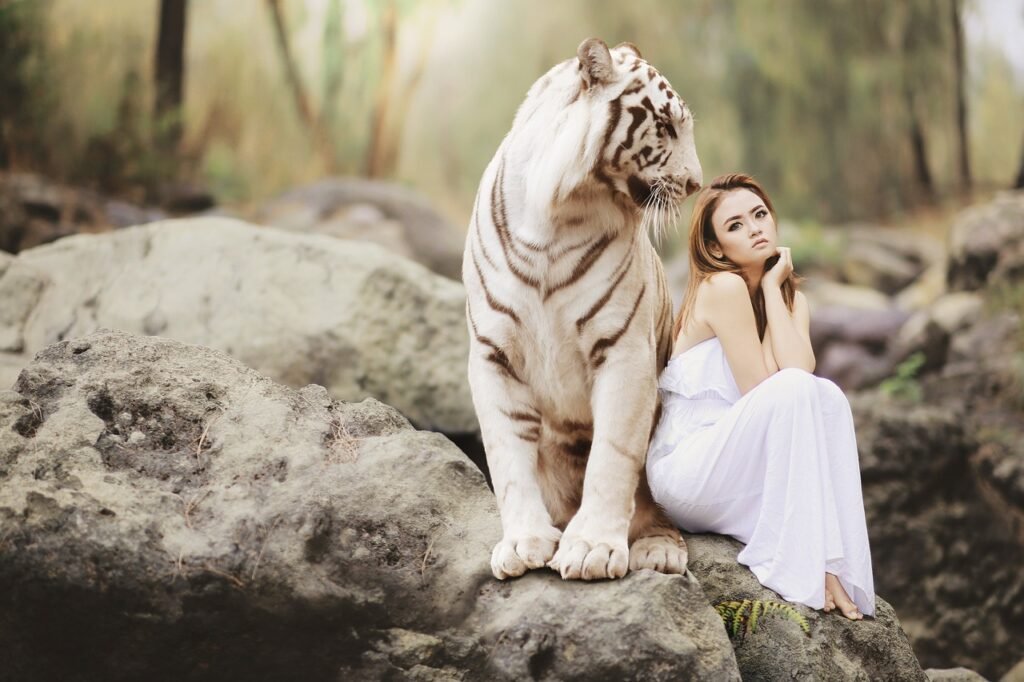 wildlife corridor: nature, wildlife, white bengal tiger,