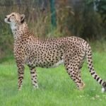 wildlife, mammal, nature, grass, animal, cat, carnivore, outdoors, predator, zoo, park, hunter, cheetah, green park, cheetah, cheetah, cheetah, pet, cheetah, cheetah