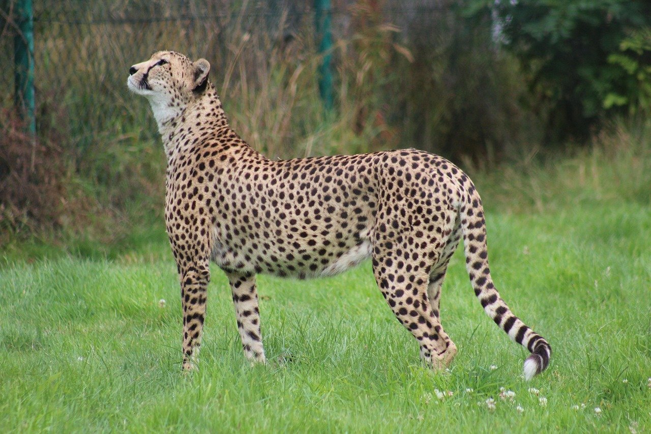 wildlife, mammal, nature, grass, animal, cat, carnivore, outdoors, predator, zoo, park, hunter, cheetah, green park, cheetah, cheetah, cheetah, pet, cheetah, cheetah