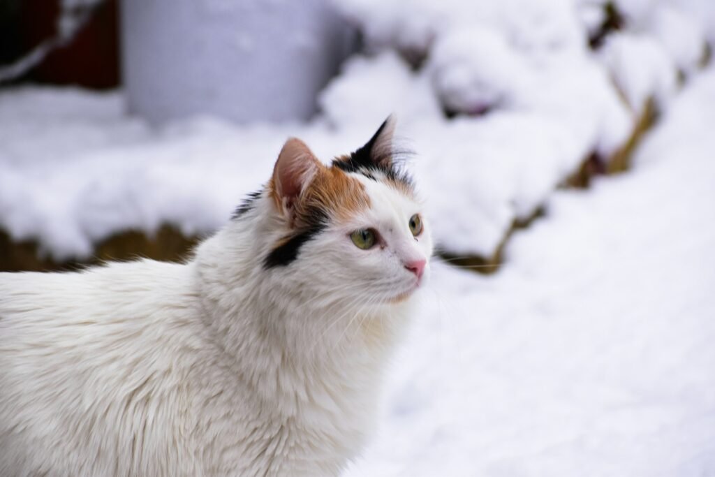 fur pattern: a close up of a cat in the snow