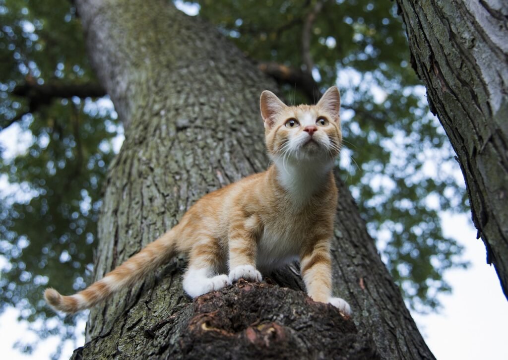 nature, animal, tree, cute, outdoors, mammal, fur, wildlife, cat, young, little, kitty, domestic cat, domestic, pet, kitten, adorable, portrait, funny, feline, fluffy, paw, tabby, sweet, love, orange, tame, hunting, cat, cat, cat, cat, cat, kitty, kitten, funny, paw, hunting, hunting, hunting