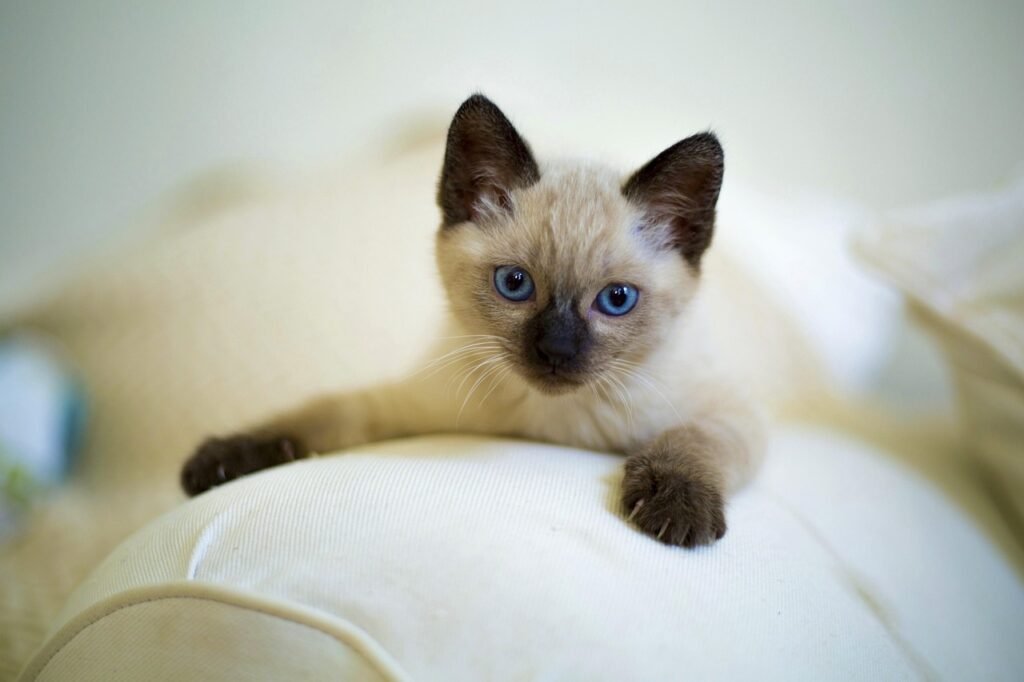 cute, cat, pet, kitten, mammals, small, thai, siamese, blue eyes, animals, home, young, cat, kitten, kitten, kitten, kitten, nature, kitten, siamese, siamese, siamese, animal, siamese, siamese