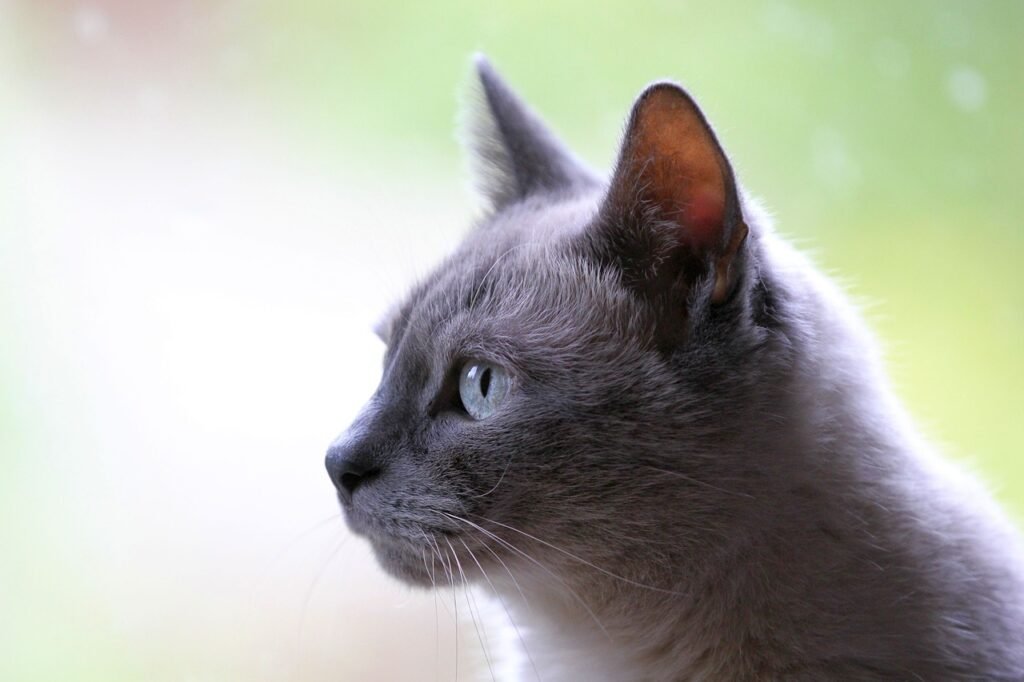 Close-up of a gray cat with striking blue eyes, gazing thoughtfully into the distance with a soft, blurred background.