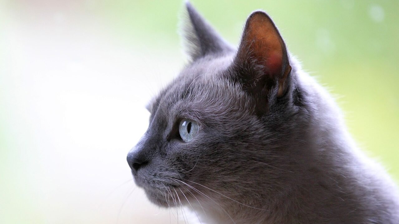 Close-up of a gray cat with striking blue eyes, gazing thoughtfully into the distance with a soft, blurred background.