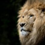 cat research: Close-up of a lion basking in the sunlight, showcasing its majestic mane and fierce expression.