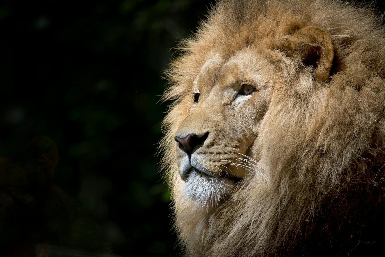 cat research: Close-up of a lion basking in the sunlight, showcasing its majestic mane and fierce expression.