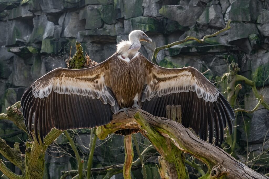 nature, bird, wildlife, animal, wild, birds of prey, majestic, vulture, eagle, wing, feather, griffon vulture, flying, old world vulture, scavenger, close up, zoo, animal portrait, beak, vulture, vulture, vulture, vulture, vulture, griffon vulture