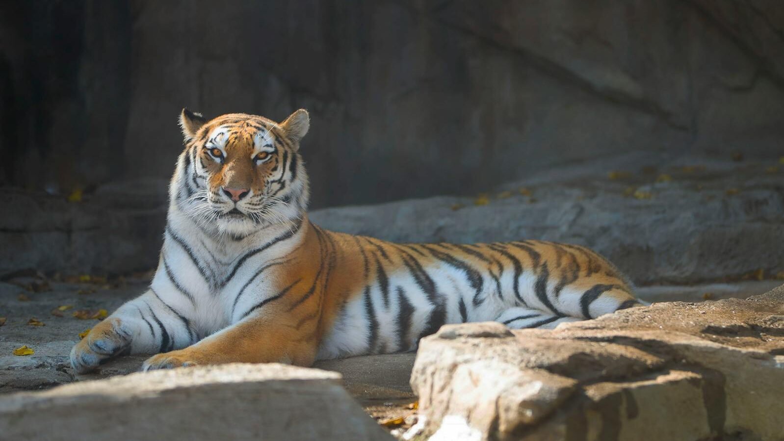 A majestic tiger lying down on a rocky surface in a shaded enclosure. The tiger\u2019s orange coat with black stripes contrasts with the natural, subdued background.