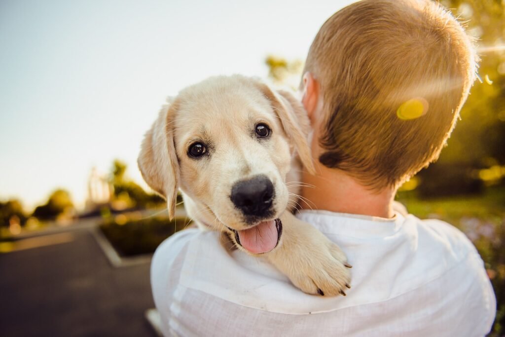 dog, adorable, animal, cute, happiness, happy, man, pet, nature, portrait, puppy, purebred, retriever, dog, dog, dog, dog, dog, pet, puppy
