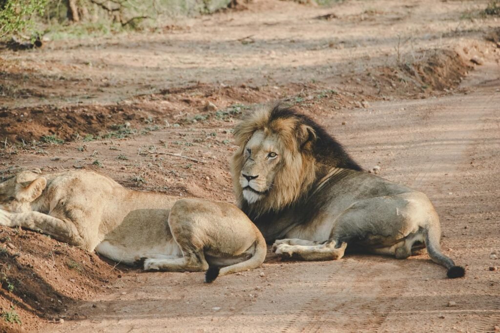 A pair of lion king resting on a dirt road during a South African safari, showcasing wildlife in its natural habitat.