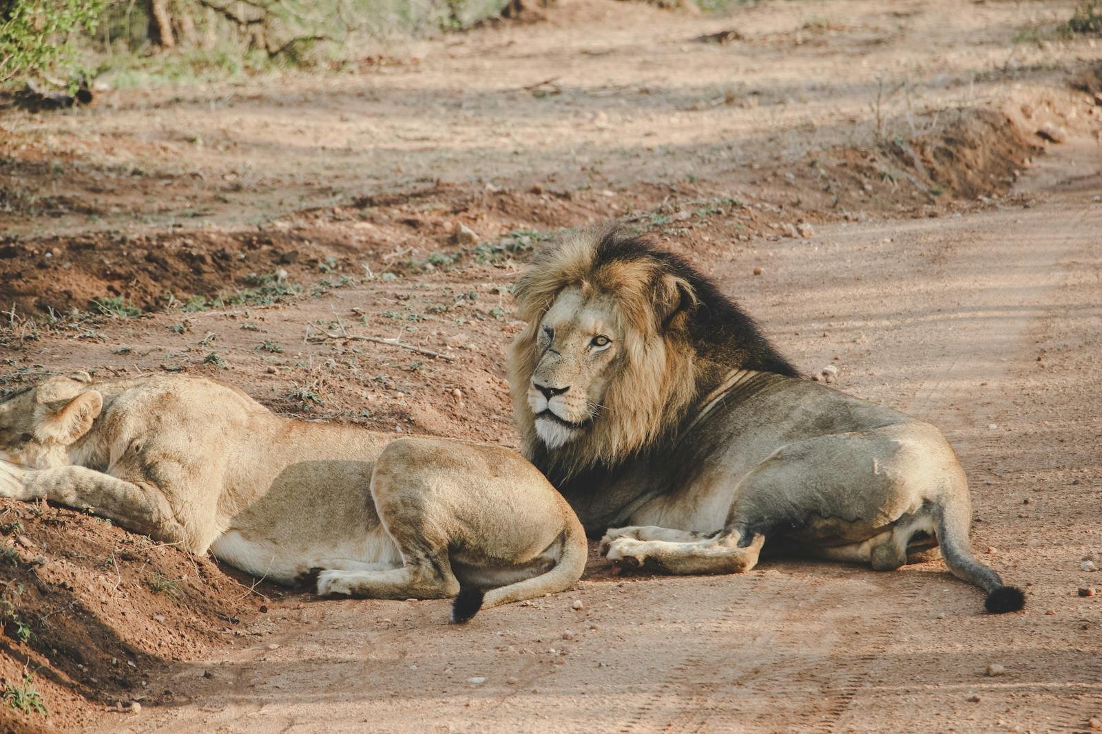 Photo by Joan Costa A pair of lion king resting on a dirt road during a South African safari, showcasing wildlife in its natural habitat.