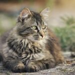 outdoor space: cat, feline, pet