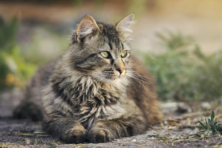 outdoor space: cat, feline, pet