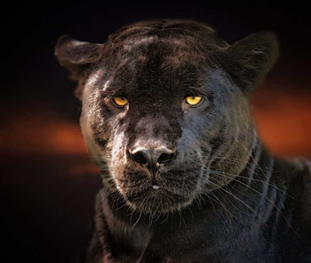 black panther, jaguar, animal, black, wildlife, cat, eyes, black panther, black panther, black panther, pet, black panther, black panther, jaguar