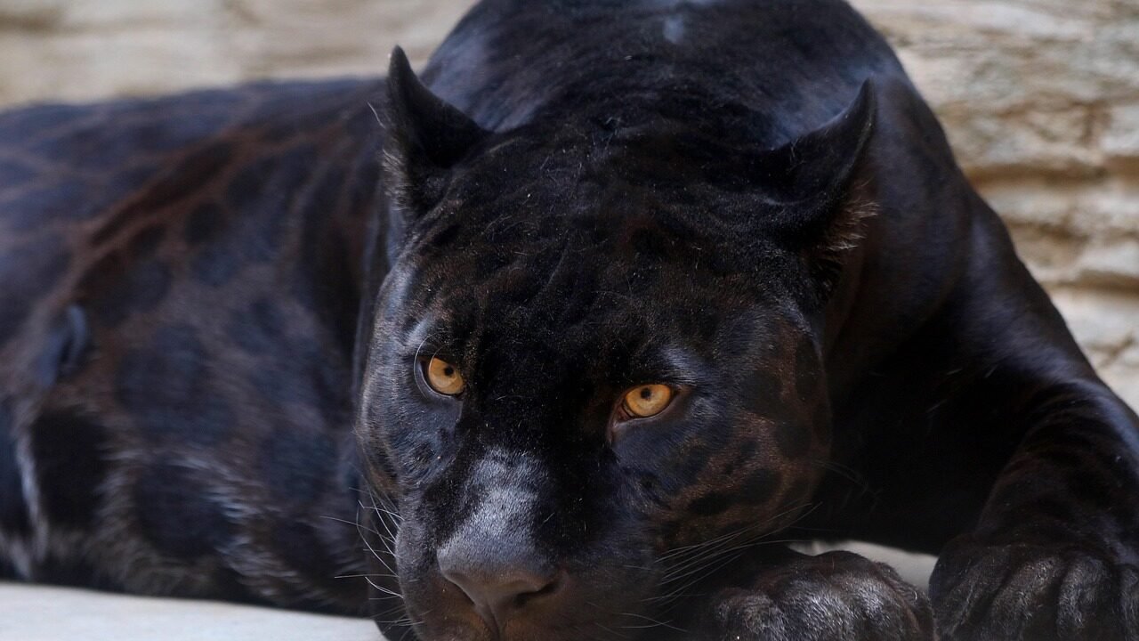 A black jaguar resting on a light-colored surface, its golden eyes staring intently.