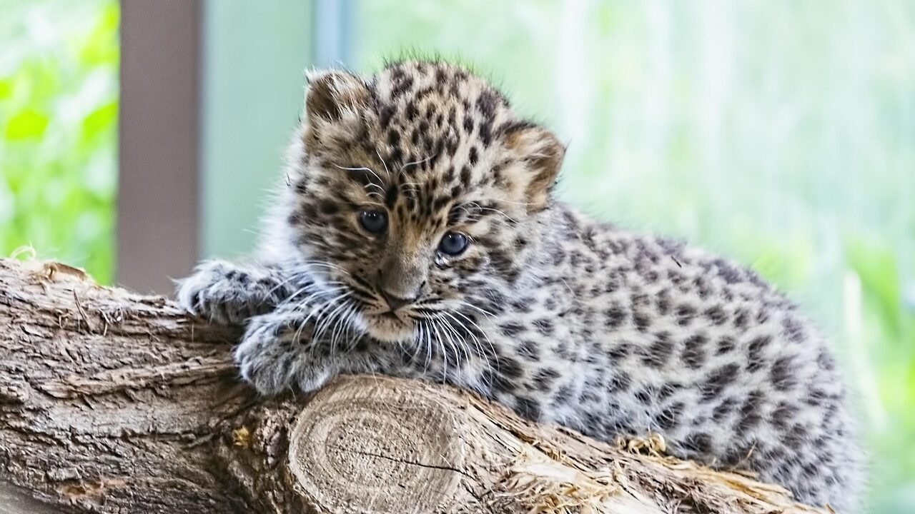 A playful leopard cub with a spotted coat resting on a tree branch, gazing curiously at its surroundings in a lush environment