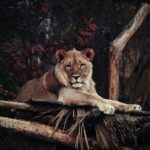 big cats roar