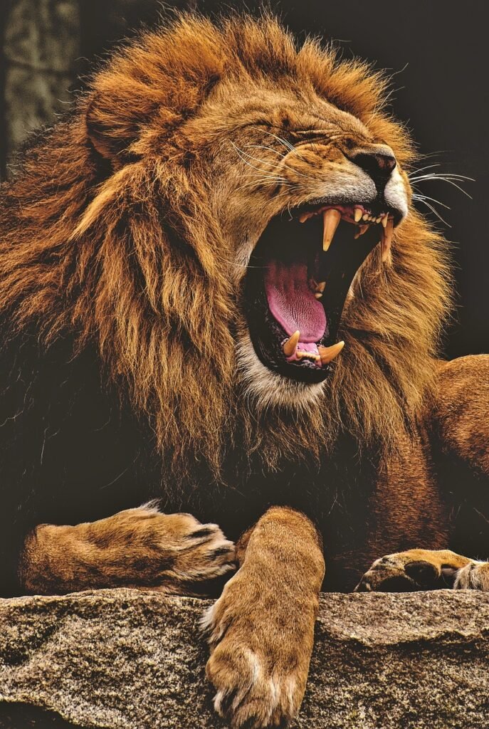 lion, animal, mane, big cat, roar, mammal, predator, dangerous, wildlife, safari, zoo, animal photography, wilderness, close up, masculine, wild animal, africa, nature, tierpark hellabrunn, lion, lion, lion, lion, lion