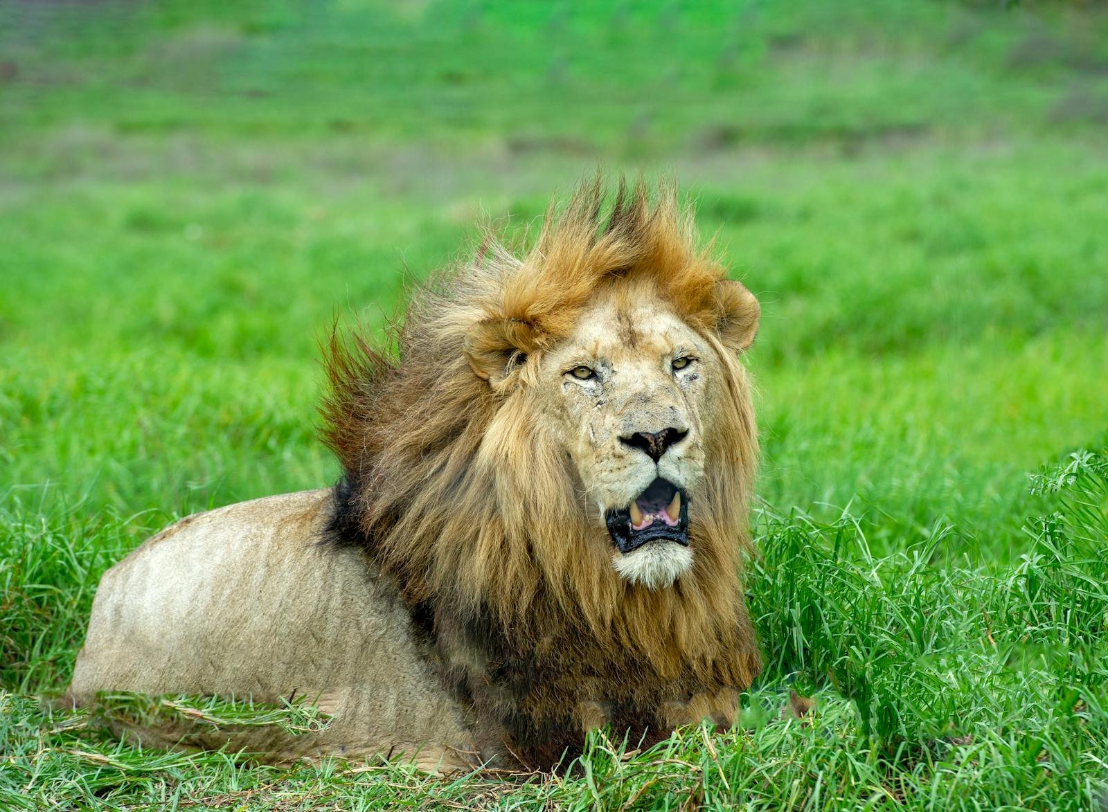 Photo by Frans van Heerden A powerful lion king lying in lush green grass, showcasing its majestic mane in a South African landscape.
