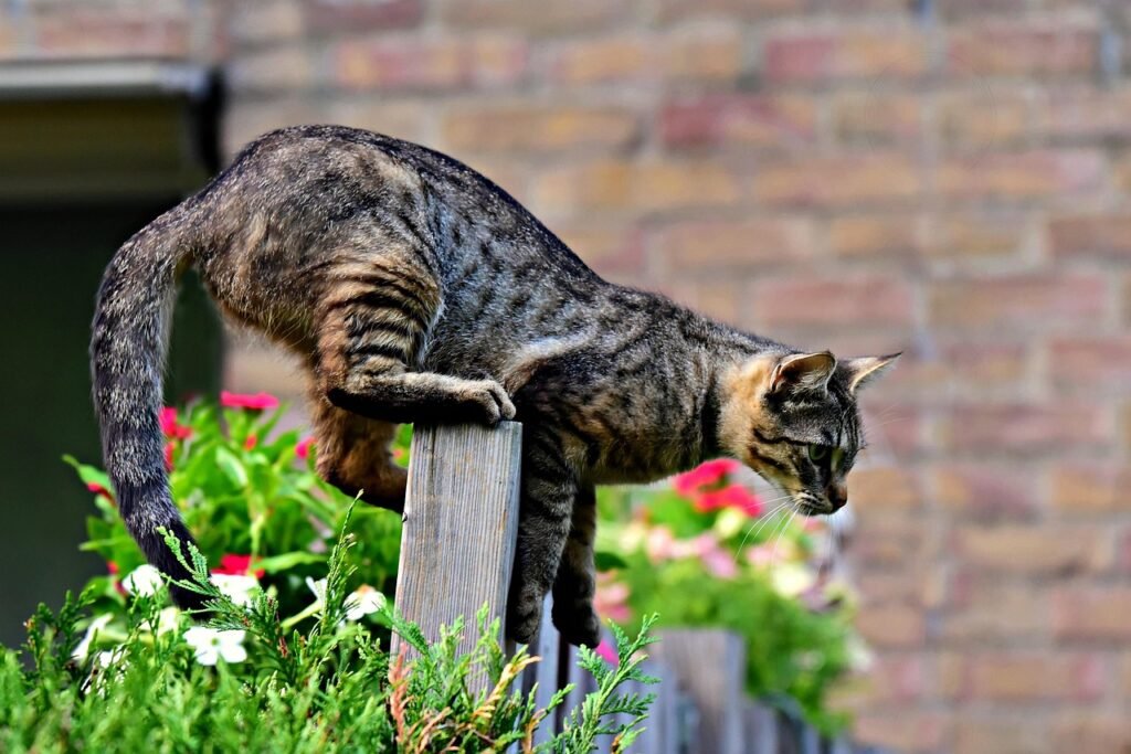 Tabby cat perched on a wooden fence, carefully balancing while surrounded by colorful flowers and a brick wall in the background.