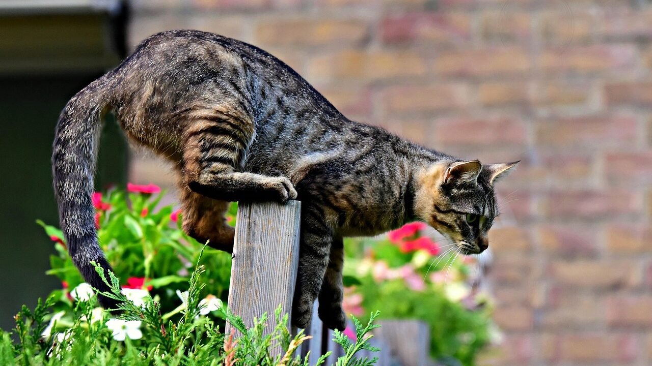 Tabby cat perched on a wooden fence, carefully balancing while surrounded by colorful flowers and a brick wall in the background.