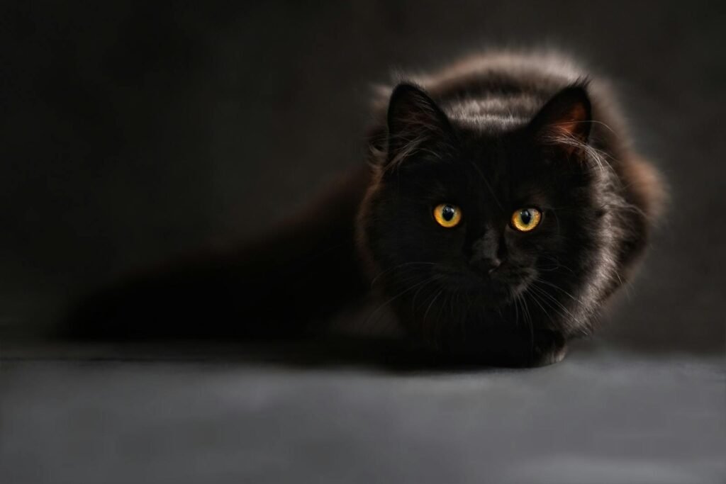 halloween and superstition:Close-up of a black cat with captivating yellow eyes, set against a dark background.