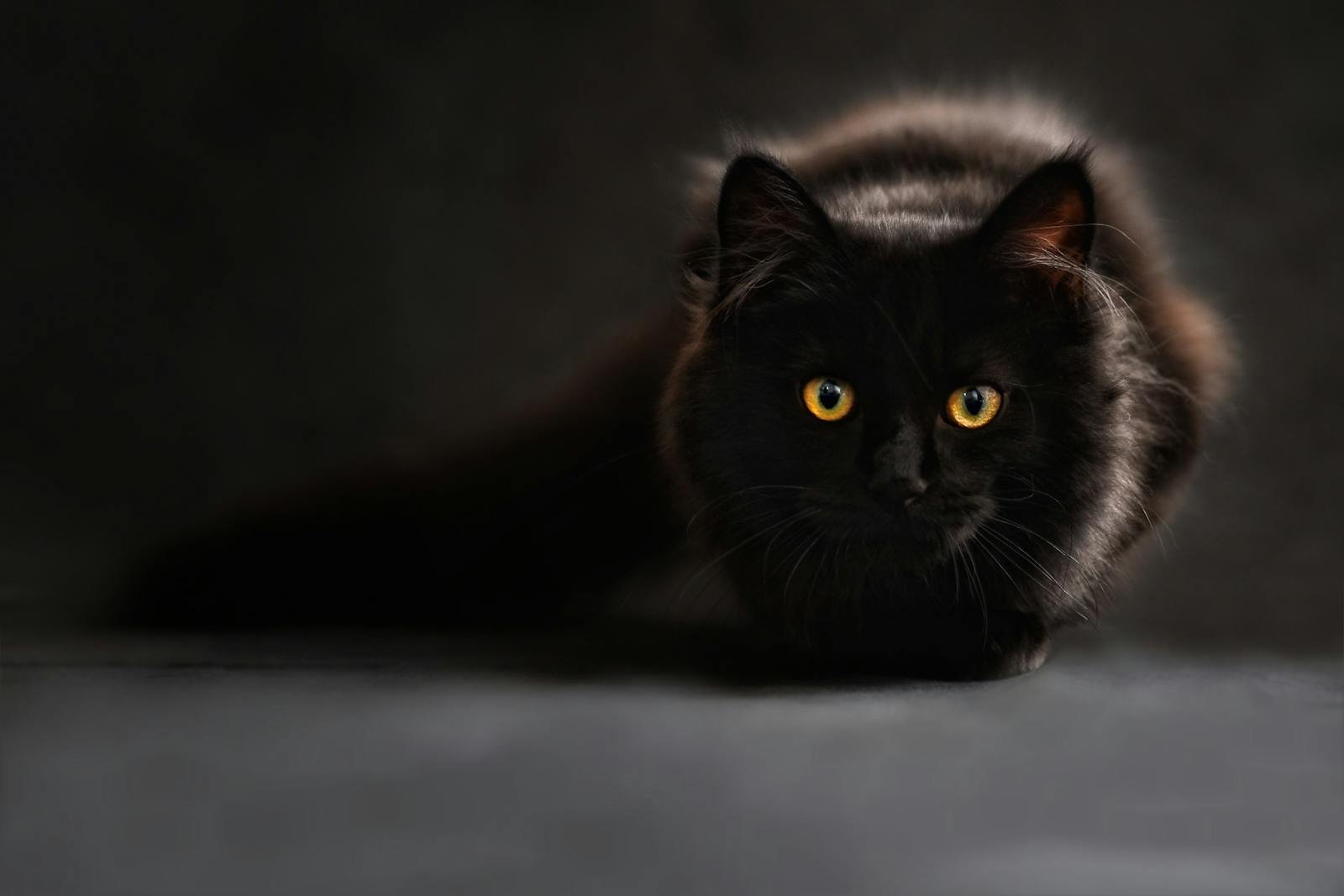Photo by Pixabay Black cat: Close-up of a black cat with captivating yellow eyes, set against a dark background.