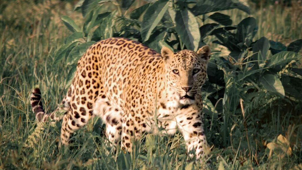 A leopard walking through tall grass and lush vegetation, its golden spotted coat blending with the natural surroundings as it looks forward.