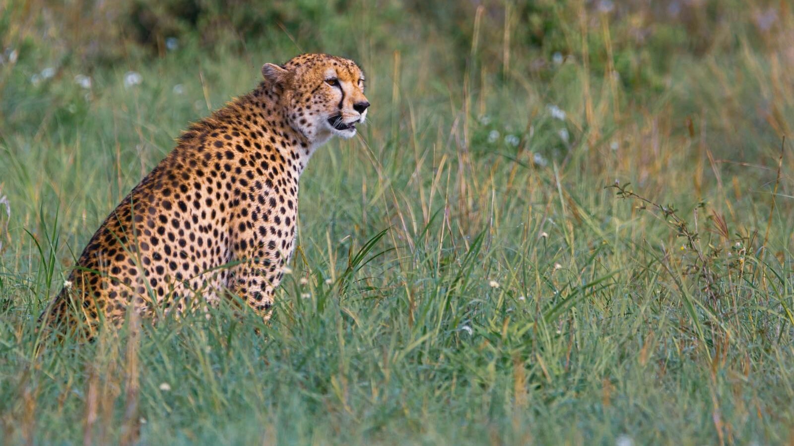 A leopard sitting calmly in a lush grassy area, observing its surroundings and playing a vital role in maintaining the ecosystem's balance