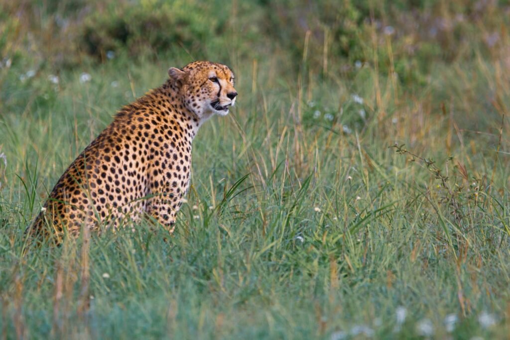 Cat tourism: A cheetah (Acinonyx jubatus) sitting in a vibrant green grassland, showcasing its striking spotted coat.
