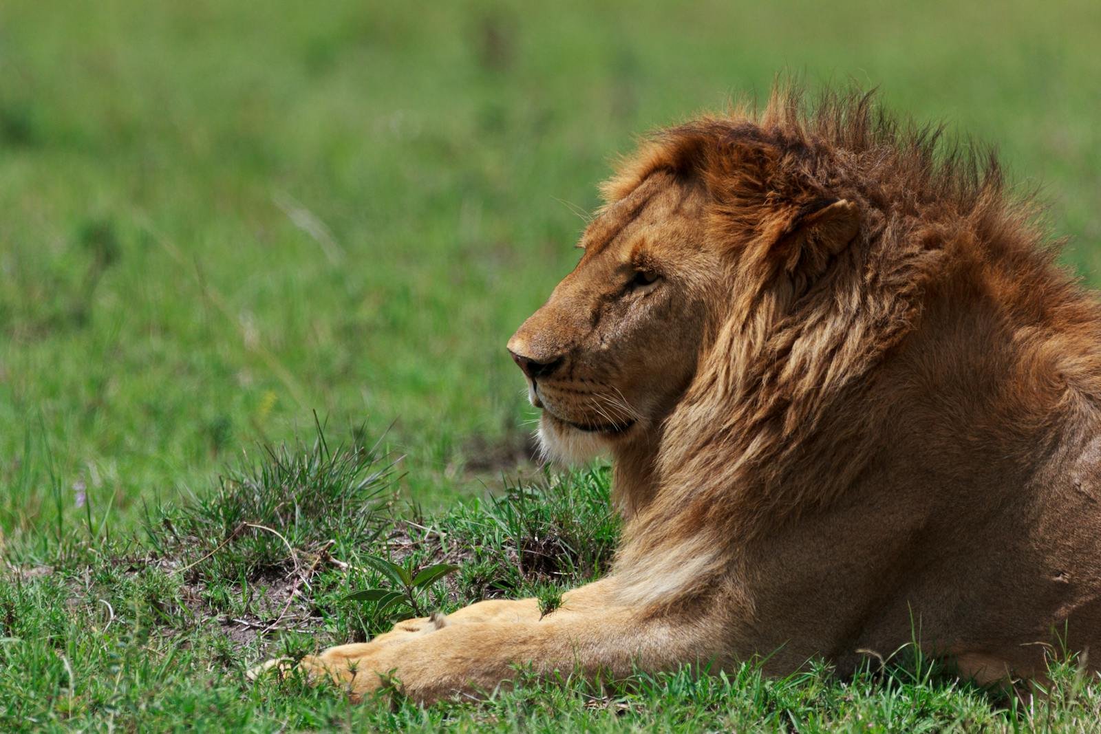 Photo by Saifuddin Ratlamwala Close-up of a lion king relaxing in a verdant African grassland, showcasing its majestic mane.