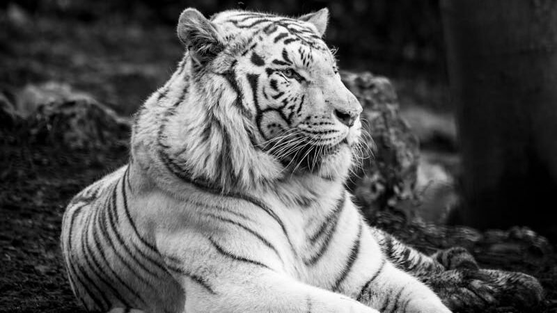 A white tiger, a majestic big cat, resting on the ground in a serene pose. The black-and-white image highlights its striking stripes and muscular build against a natural rocky backdrop.