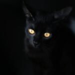 Captivating image of a black cat with mesmerizing golden eyes on a dark background.