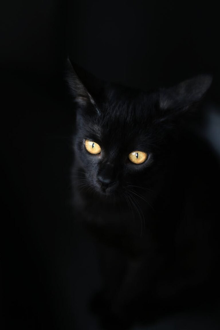 Captivating image of a black cat with mesmerizing golden eyes on a dark background.