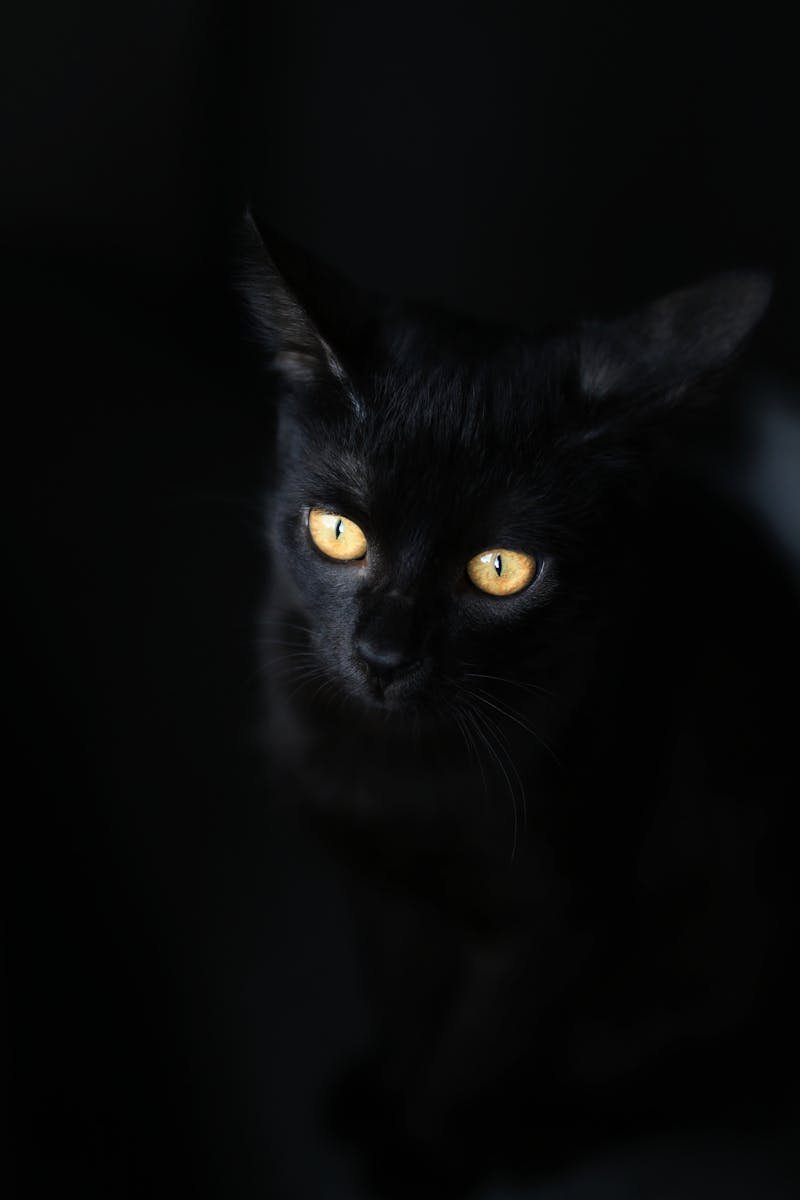Captivating image of a black cat with mesmerizing golden eyes on a dark background.