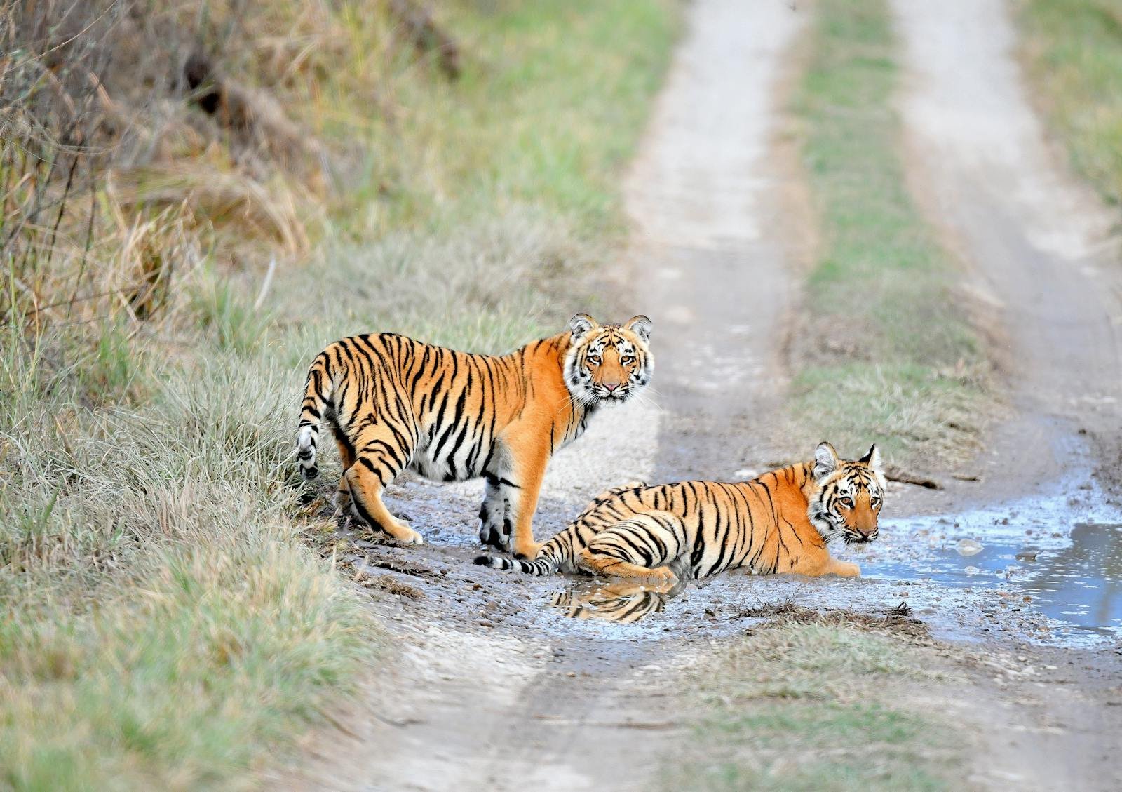 Photo by Deep Rajwar Two Bengal tigers relax by a puddle on a dirt path in the wild.
