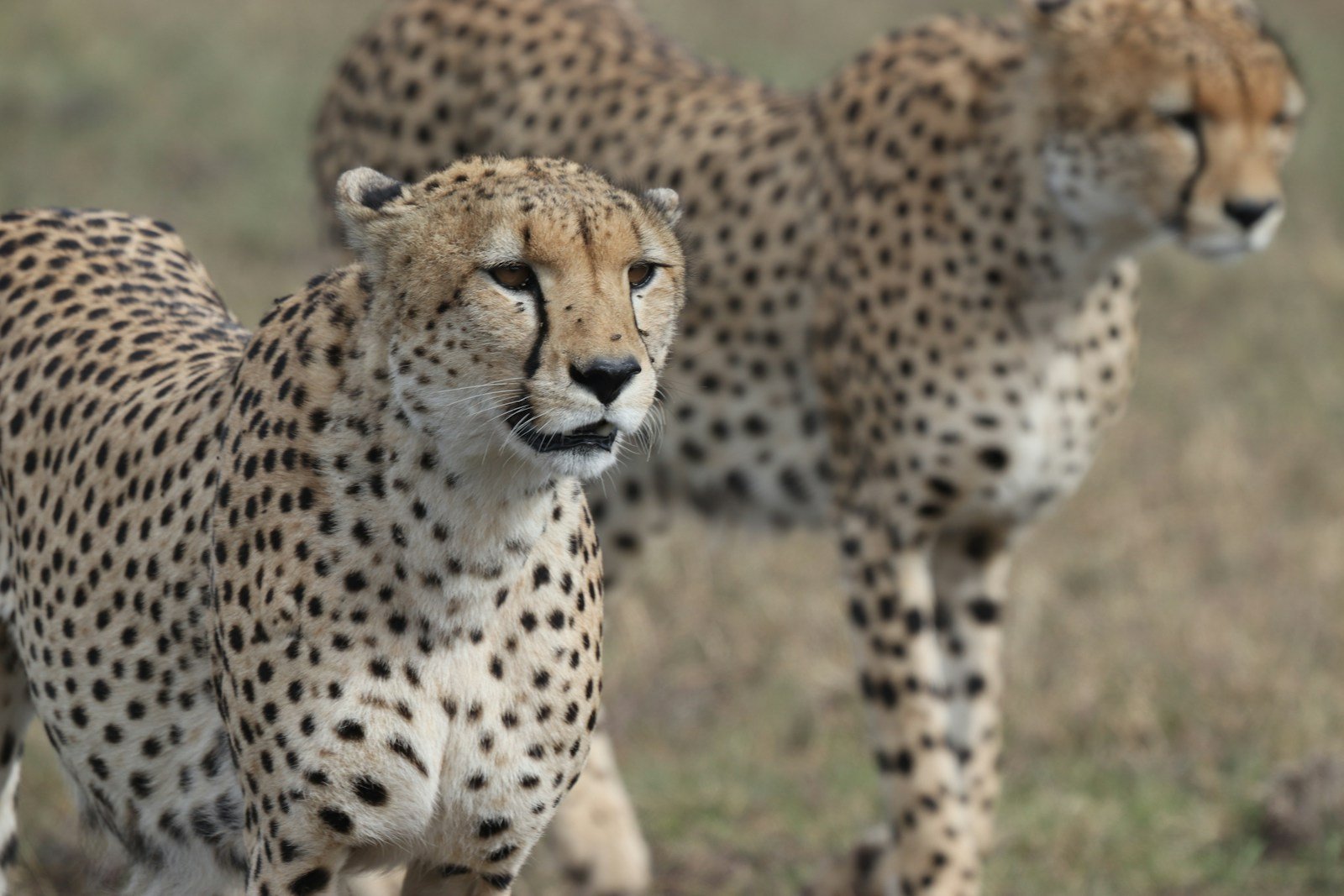 Cats thrive: two brown cheetas
