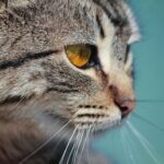 Human stress: macro photography of tabby cat