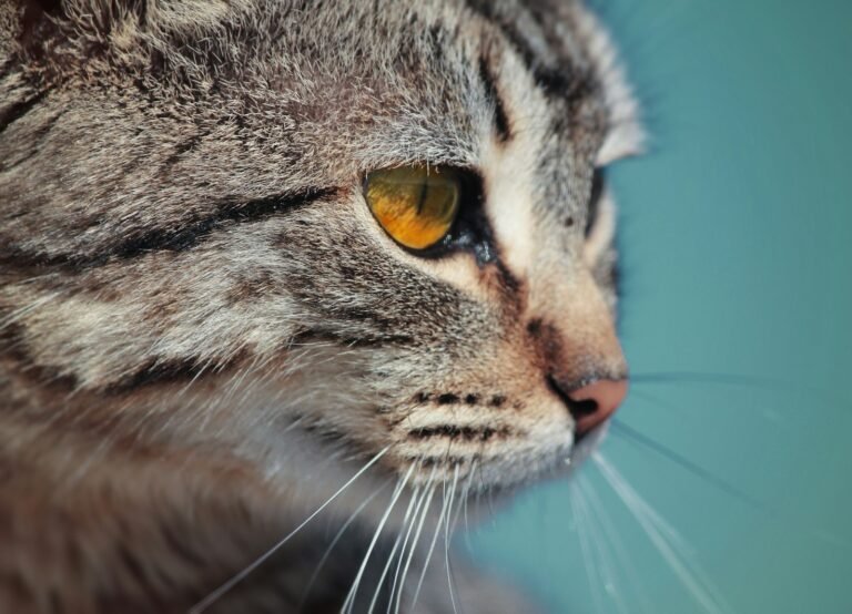 Human stress: macro photography of tabby cat