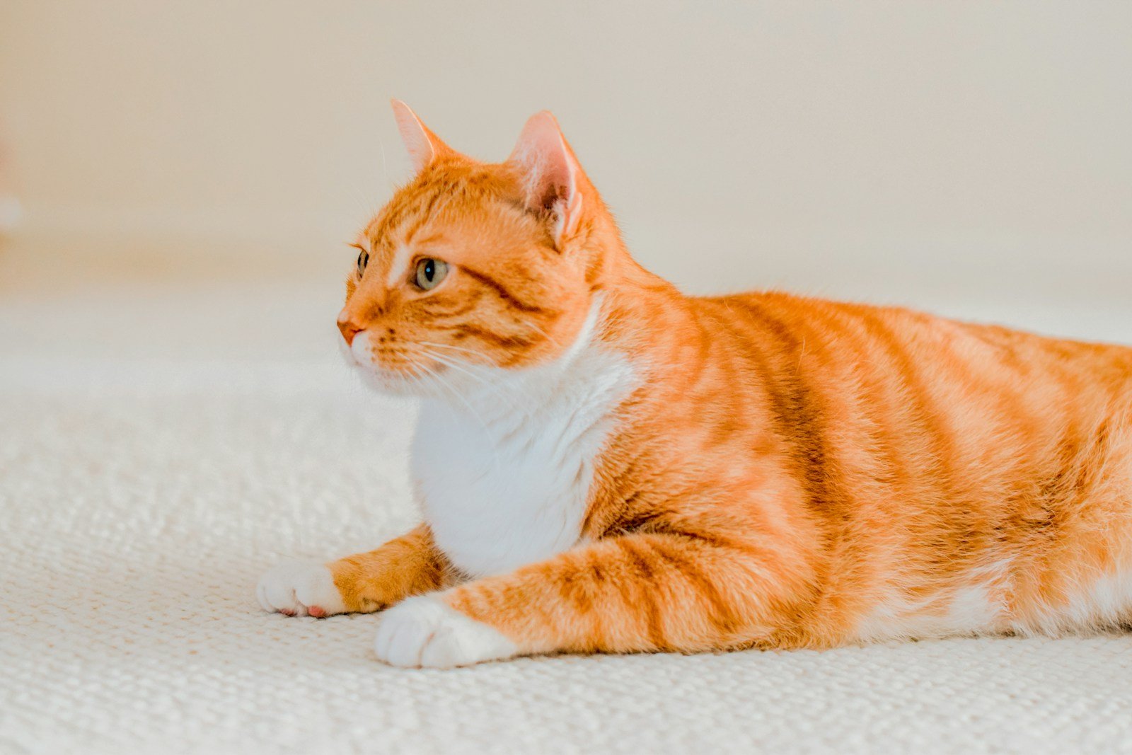 Photo by Sarah Brown Cat toys: Orange and white tabby cat
