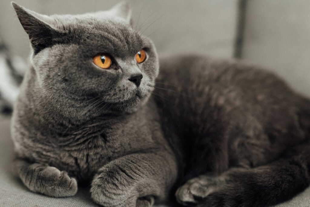 fur pattern: macro photography of grey cat
