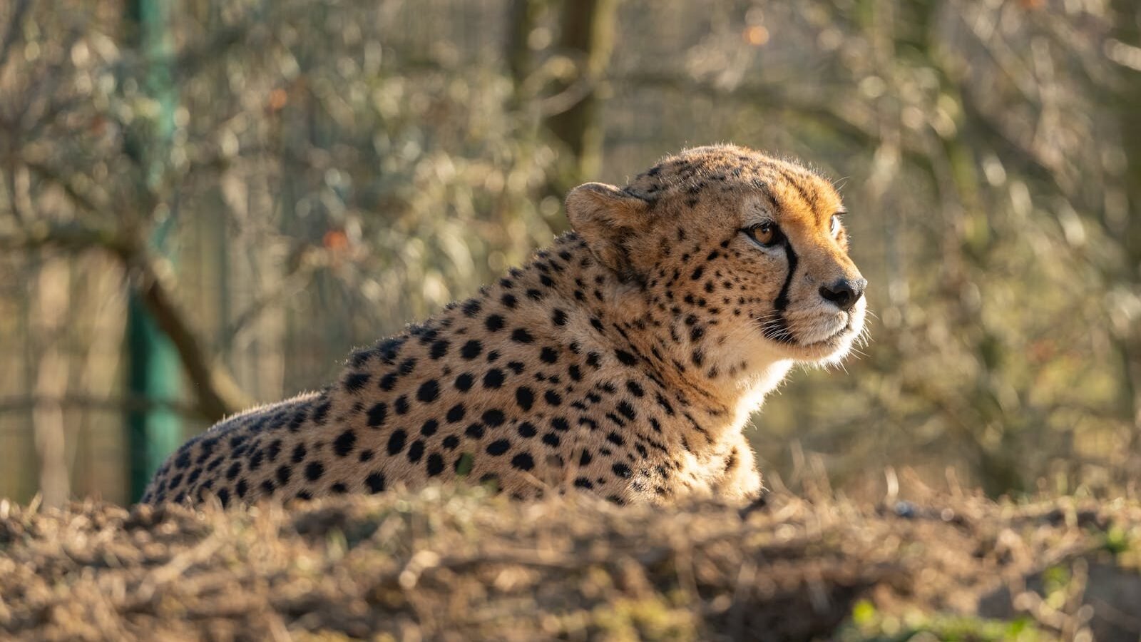 A big cat, a cheetah, lying on the ground in a natural habitat. Its slender body and spotted coat are highlighted by the soft sunlight, with a blurred forest background.